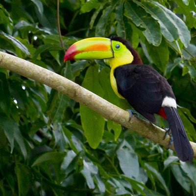 Keel-billed Toucan