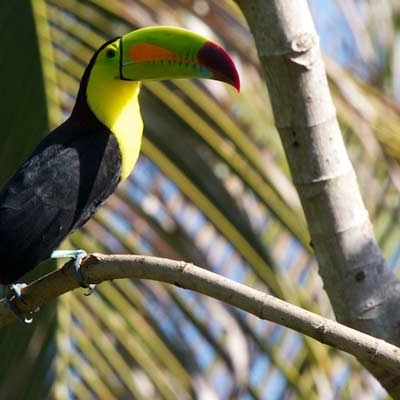 Keel-billed Toucan