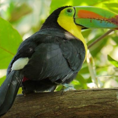 Keel-billed Toucan