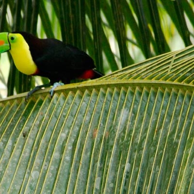 Keel-billed Toucan