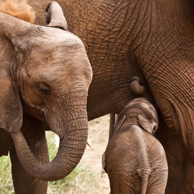 Baby elephants