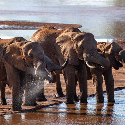 Elephants