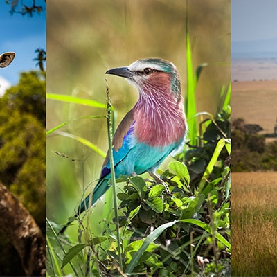 Giraffes and Lilac-breasted Roller