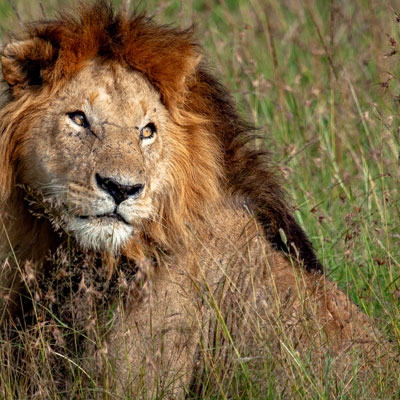 Lion