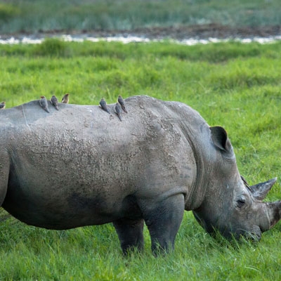 Rhino