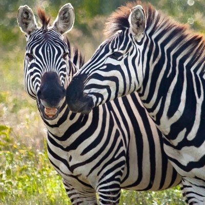Zebras
