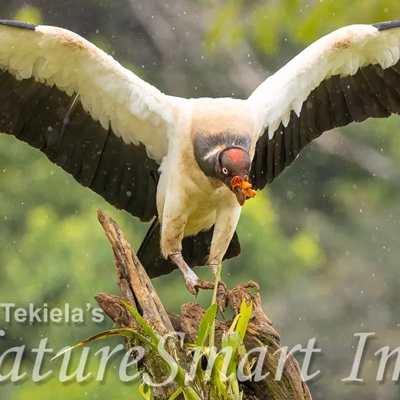 King Vulture