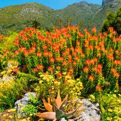 Kirstenbosch National Botanical Garden 