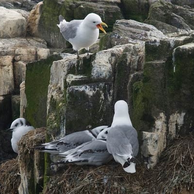 Kittiwakes on the cliffside