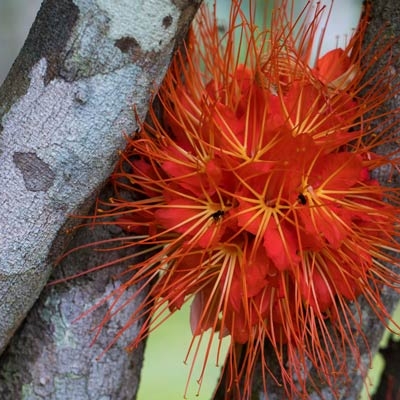 Flower in Costa Rica