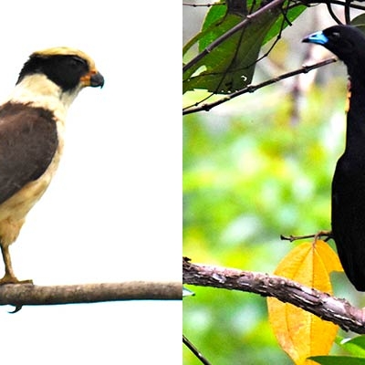 Laughing Falcon; Wattled Guan