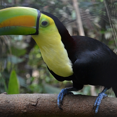 Keel-billed Toucan (Ramphastos sulfuratas)