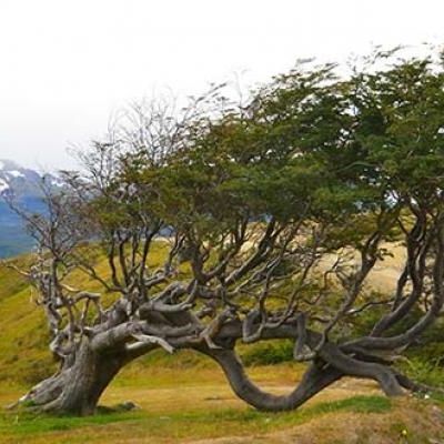 The strong winds of Tierra del Fuego bend the trees into unusual shapes