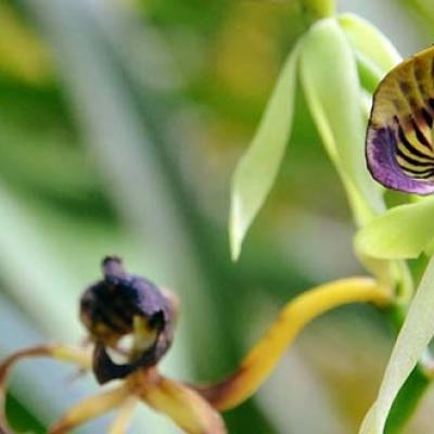 Orchid
