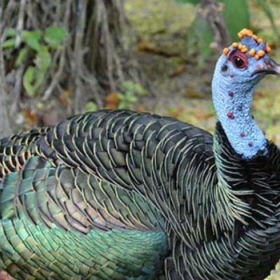 Ocellated Turkey