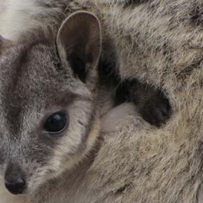 Kangaroo