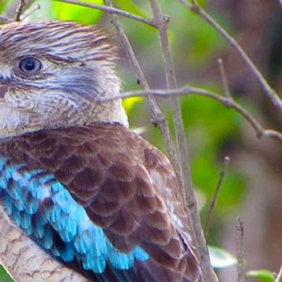 Laughing Kookaburra