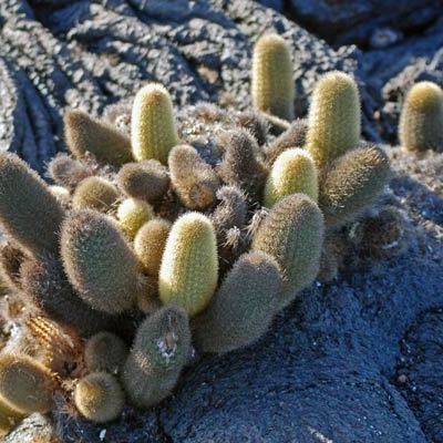 Lava cactus 