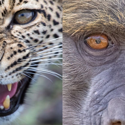 Leopard and baboon