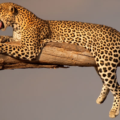 Leopard