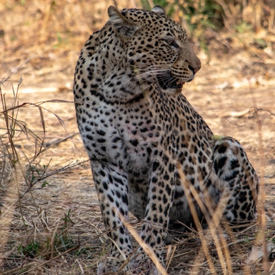 Leopard
