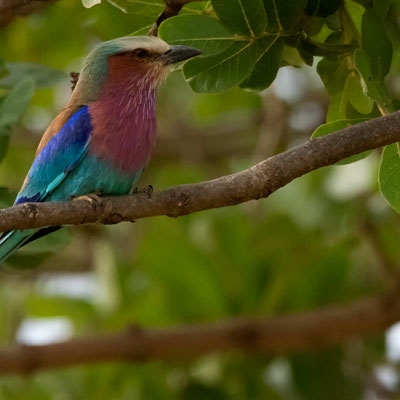 Lilac-breasted Roller