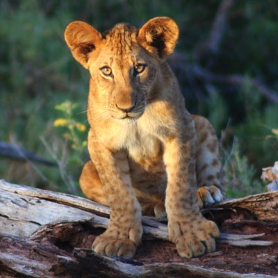 Lion cub