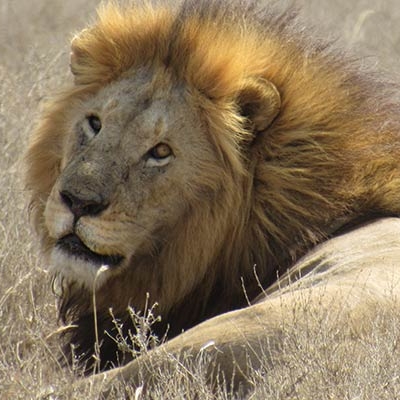 Lion in the Serengeti
