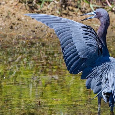 Little Blue Heron