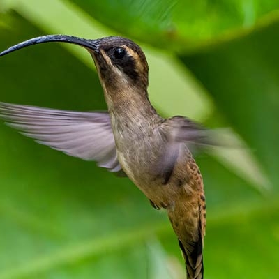 Long-billed Hermit