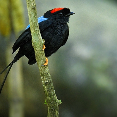 Long-tailed Manakin