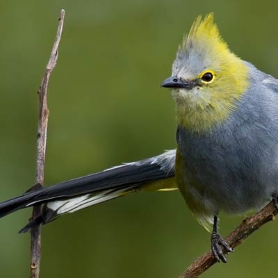 Long-tailed Silky-flycatcher
