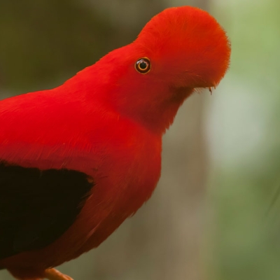 Andean Cock-of-the-rock
