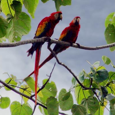 Macaws