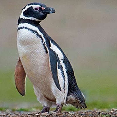 Magellanic Penguin