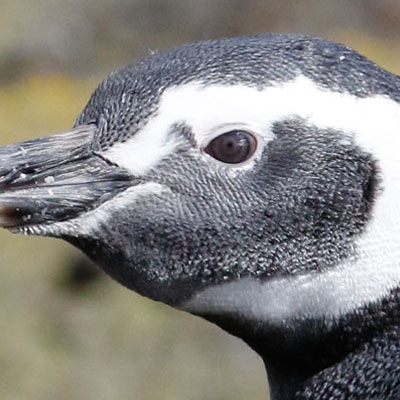 Magellanic Penguin