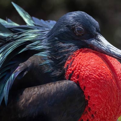 Magnificent Frigatebird