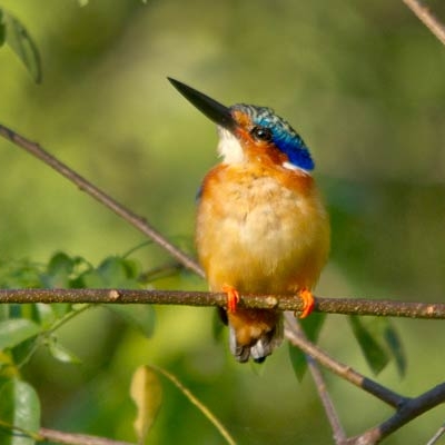 Malagasy Kingfisher