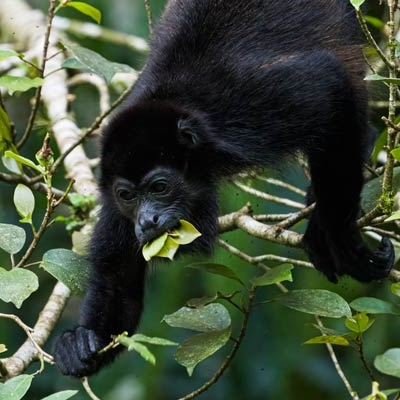 Mantled Howler Monkey
