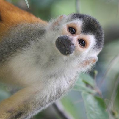 Squirrel monkey