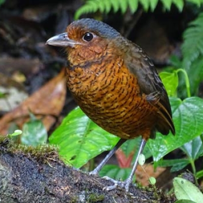 Maria the Giant Antpitta