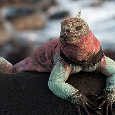 Marine iguana