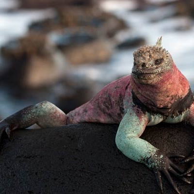 Marine Iguana