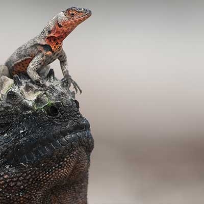 Marine iguana with a lava lizard