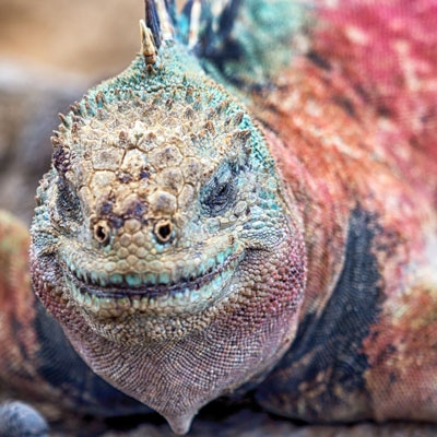 Marine iguana