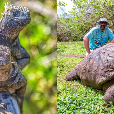 Marine iguanas and Galápagos giant tortoise