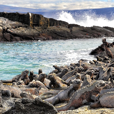 Marine iguanas at Espinosa Point, Fernandina Island