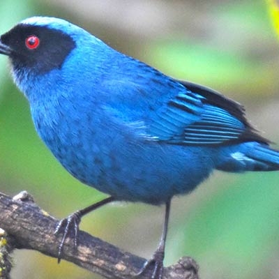 Masked Flowerpiercer