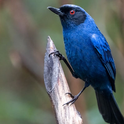 Masked Flowerpiercer