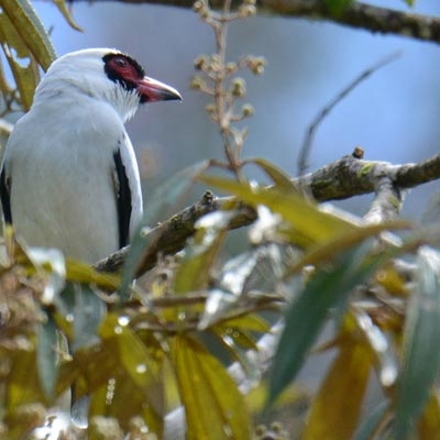 Masked Tityra